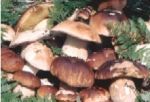 Soep van wilde paddestoelen