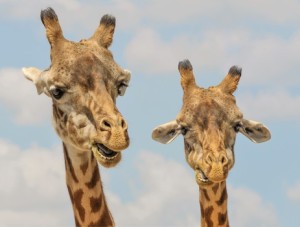 Wildparken Zuis Afrika