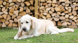 honden en tanden