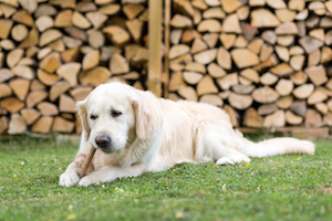 honden en tanden