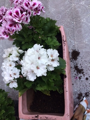 geranium in pot