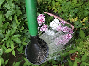 planten water geven