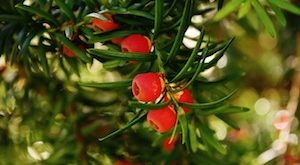 taxus planten