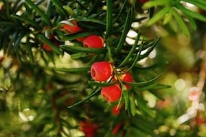 taxus planten