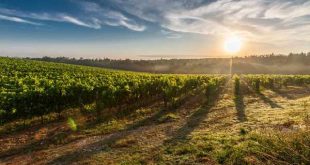 5 mooie wijnroutes in Frankrijk