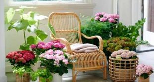 Planten in huis