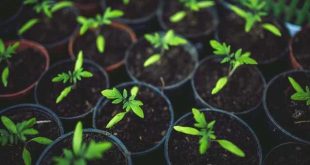 tuin zomer klaar maken